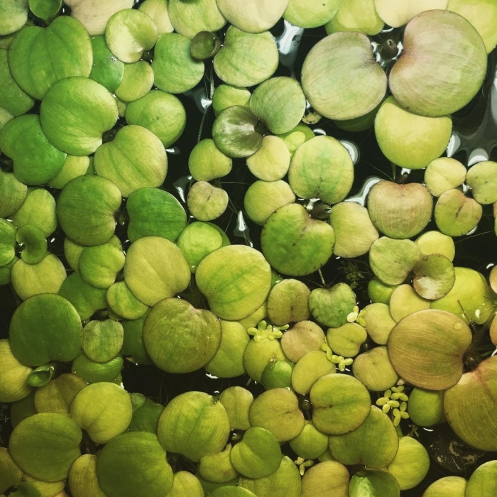 Водокрас аквариумное растение