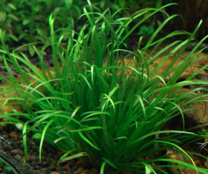 Бликса японика