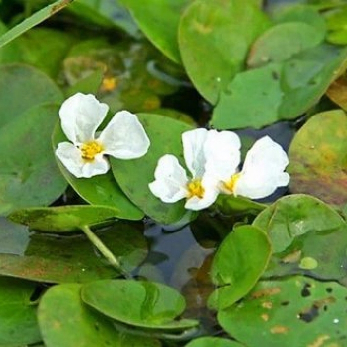 Водокрас лягушачий (hydrocharis morsus-ranae)