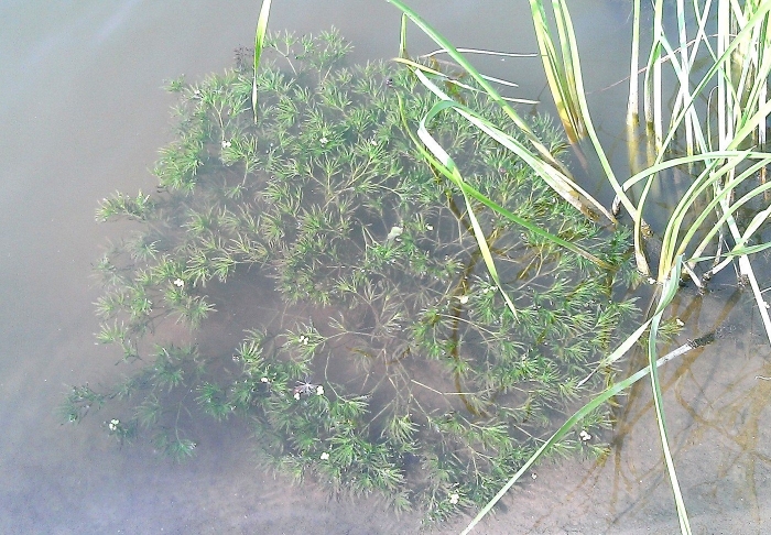 Наяда морская растение