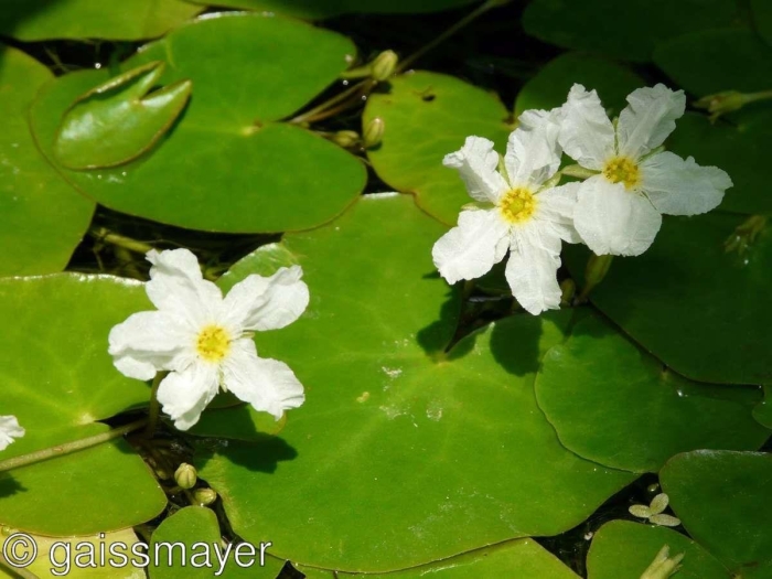 Болотоцвет (нимфейник) щитовидный