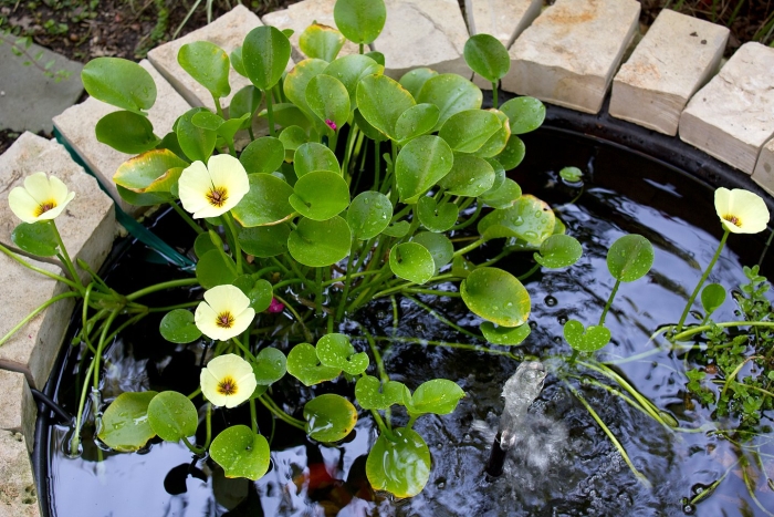 Hydrocleys nymphoides