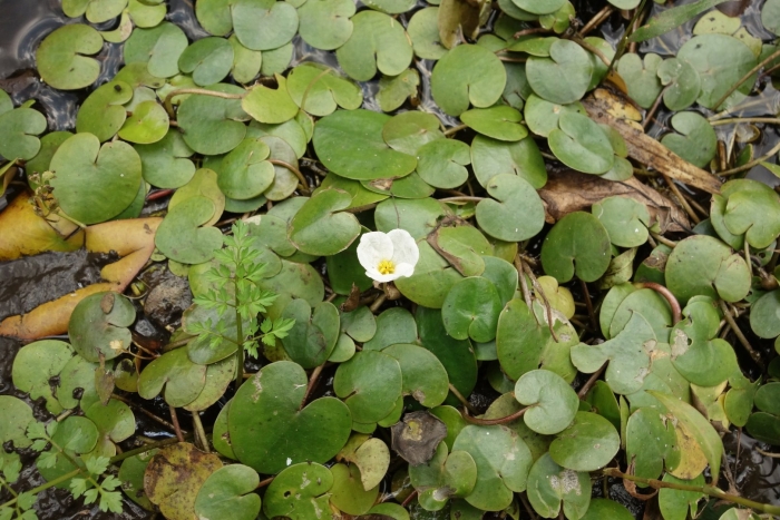 Водокрас лягушачий (hydrocharis morsus-ranae)