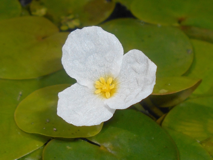 Водокрас лягушачий (hydrocharis morsus-ranae)