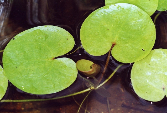 Hydrocharis morsus ranae