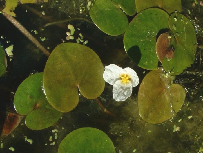 Hydrocharis morsus ranae