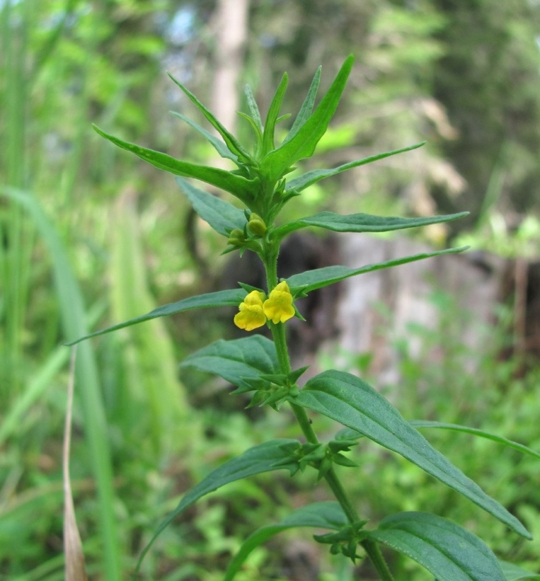 Melampyrum sylvaticum