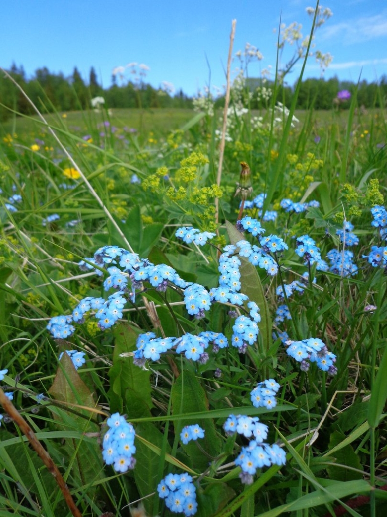 Травы Архангельской области
