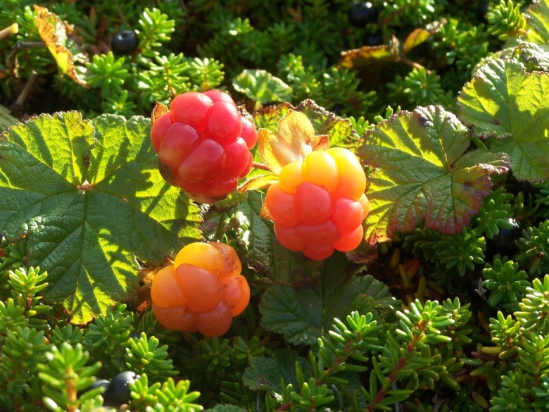 Царская ягода Морошка