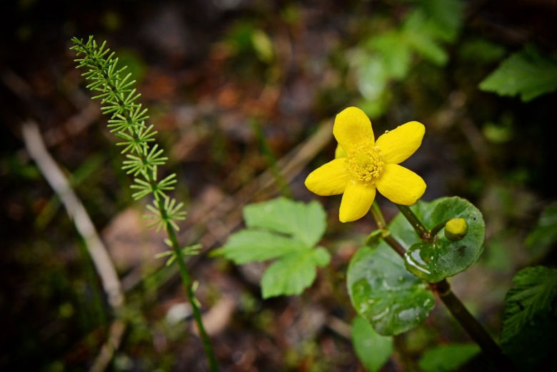 Пинежский заповедник растения