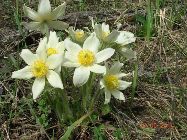 Прострел уральский желтеющий