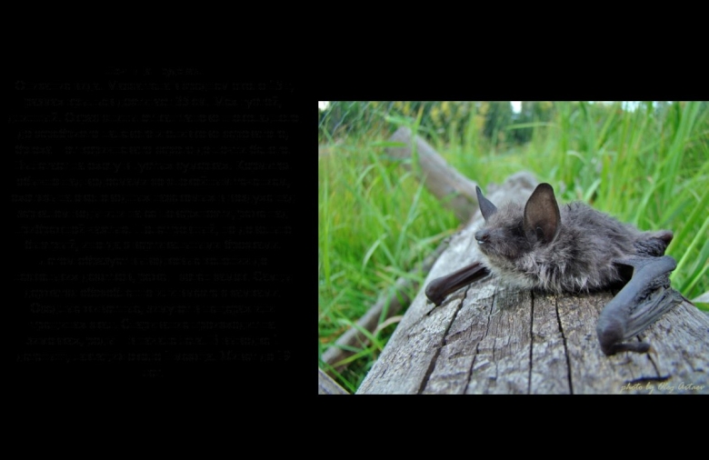 Животные Архангельской области занесенные в красную книгу России