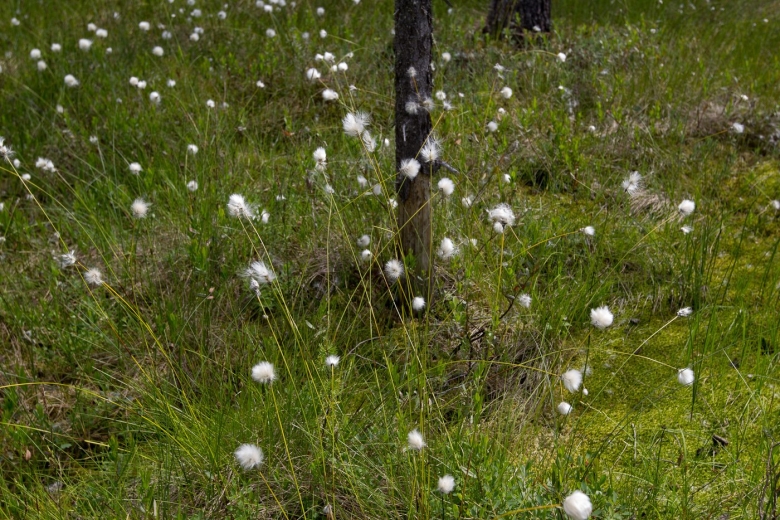 Северные травы Архангельская область