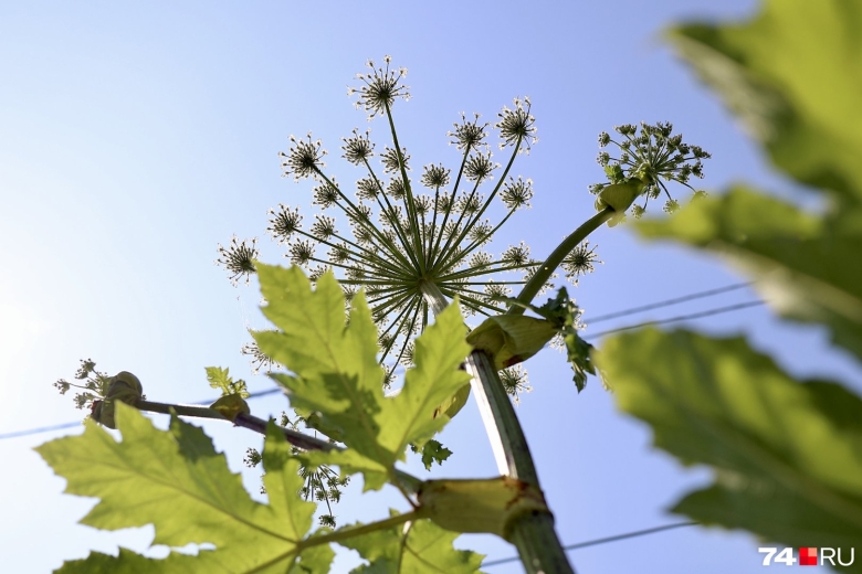 Ядовитый борщевик сосновского