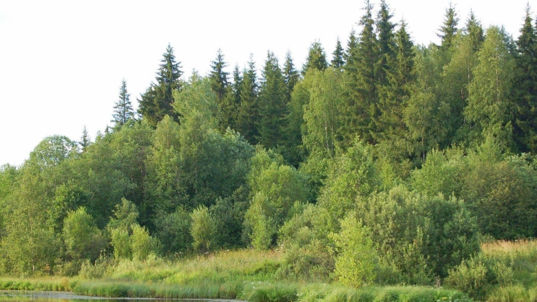 Котласский заказник Архангельской области