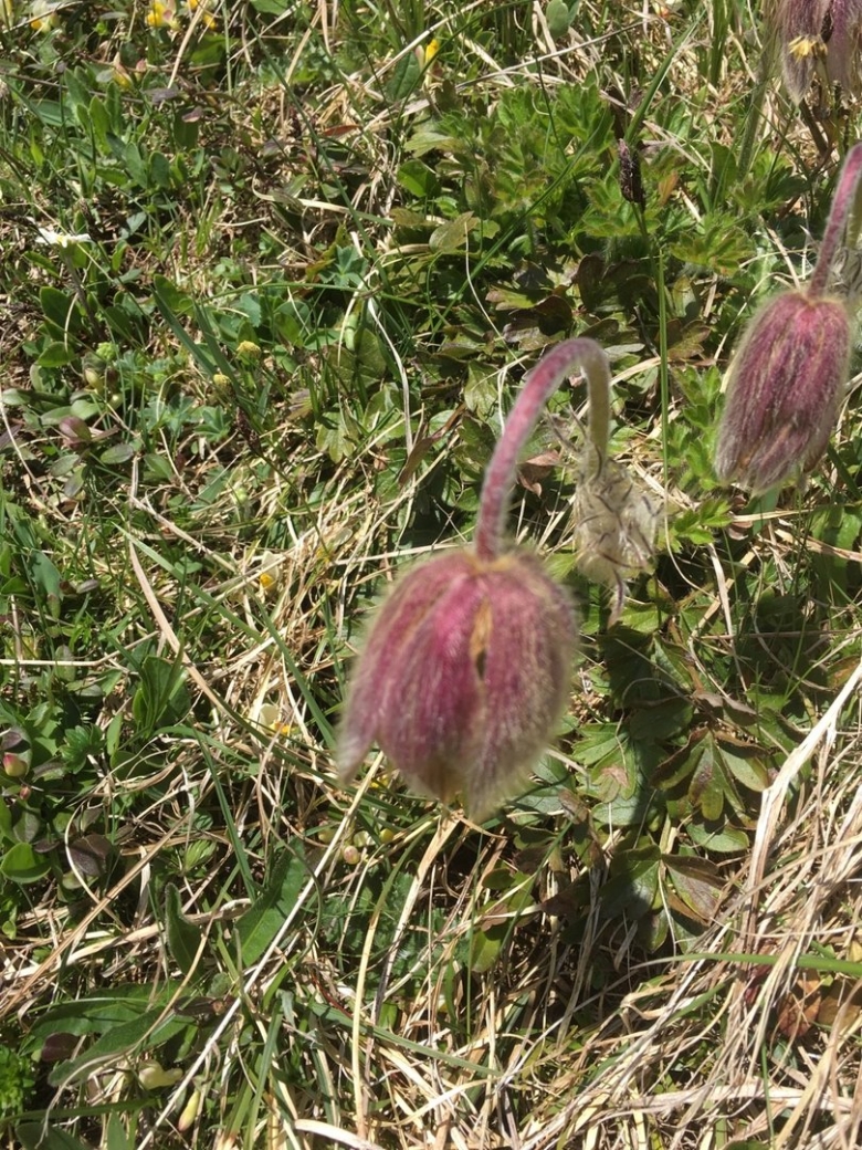 Pulsatilla pratensis