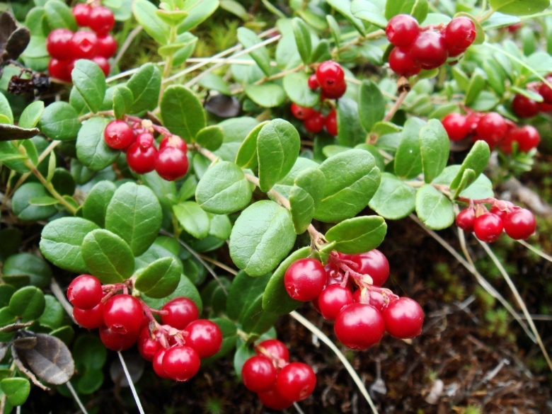 Растения тундры клюква