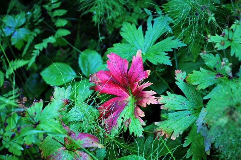 Растения осенью