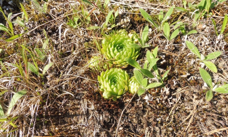 Экспедиция ботаника