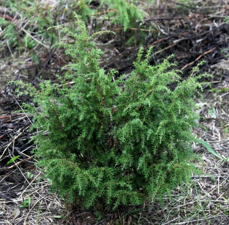 Можжевельник обыкновенный Верес
