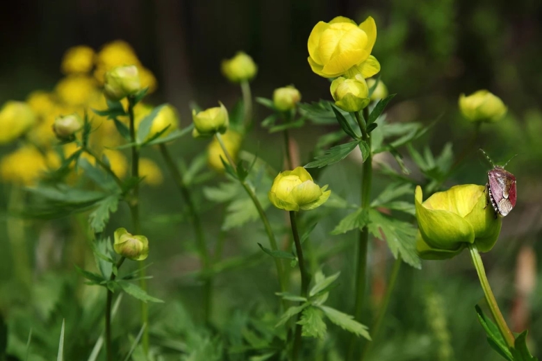 Купальница европейская супербас