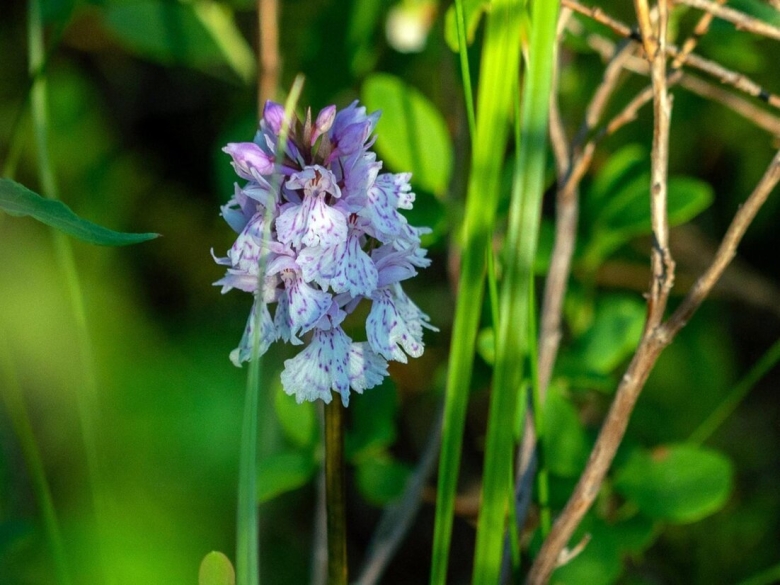 Dactylorhiza maculata