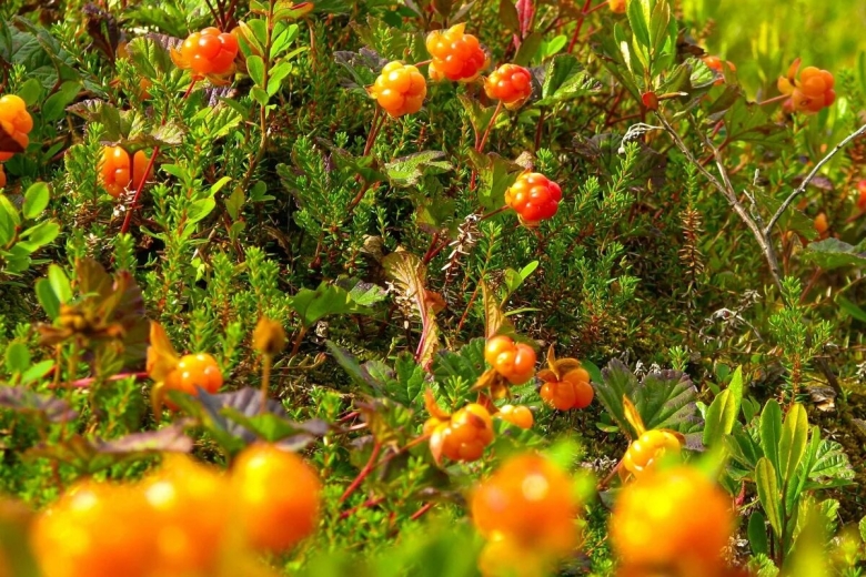 Морошка Северная Тундровая ягода