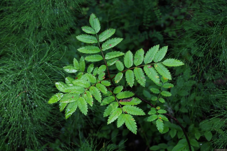 Сельскохозяйственные растения Архангельской области