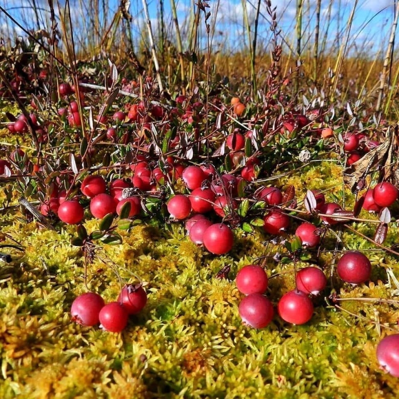 Таменгонтское болото клюква