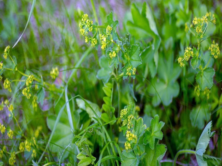 Манжетка обыкновенная alchemilla vulgaris