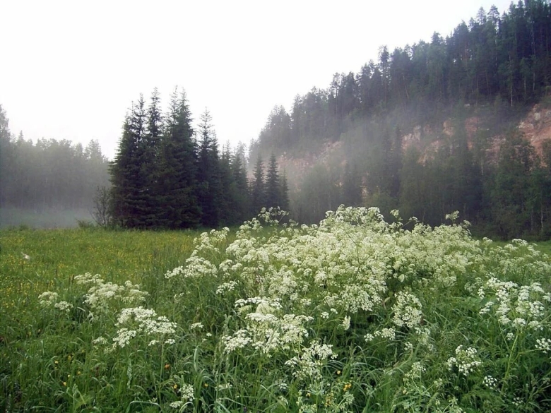 Растительность Пинежского заповедника