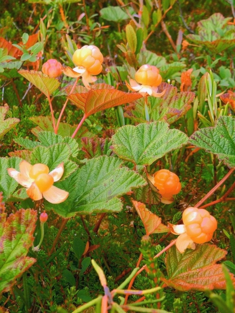 Морошка Болотная