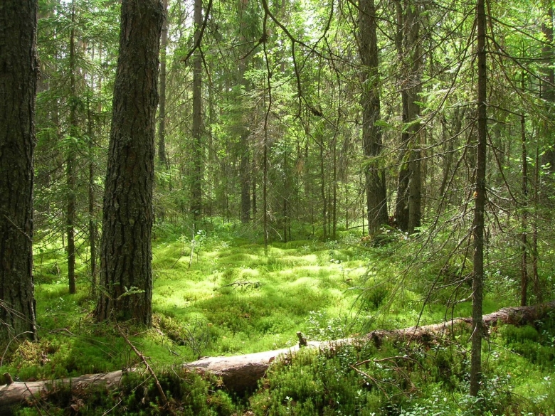 Хвойный лес ленинградская область