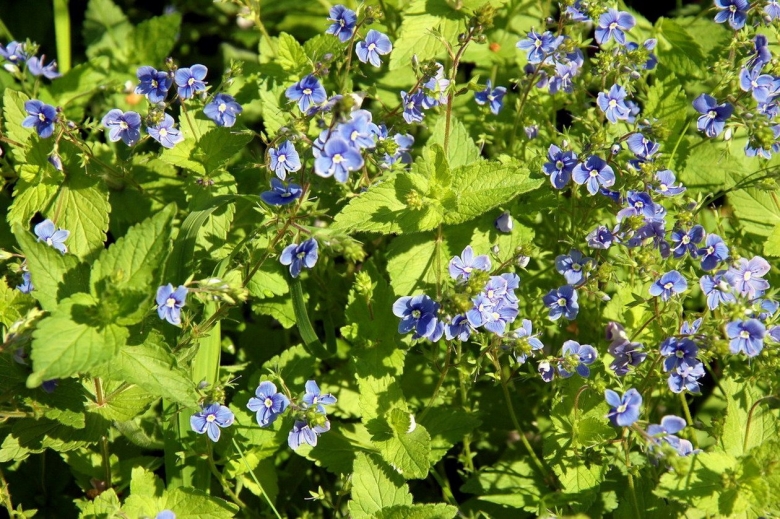 Вероника Сибирская растение