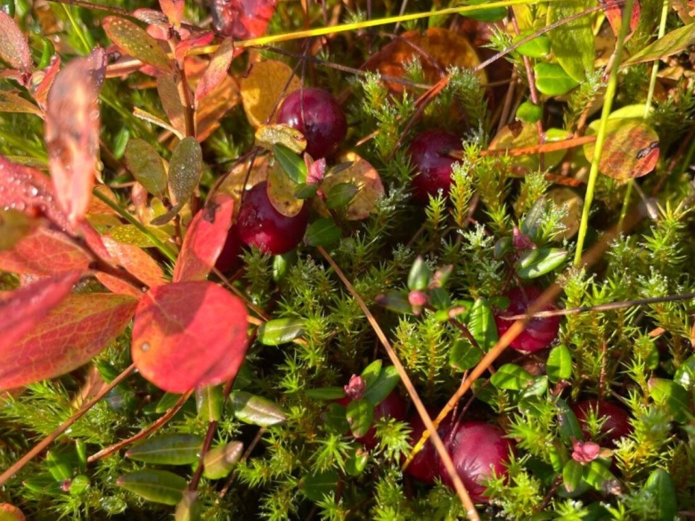 Пезский заказник