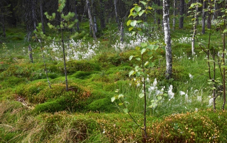 Болотное растение северных широт