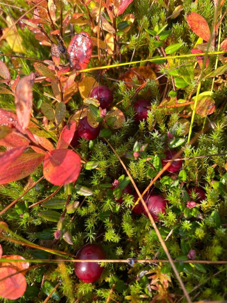 Клюква болотная