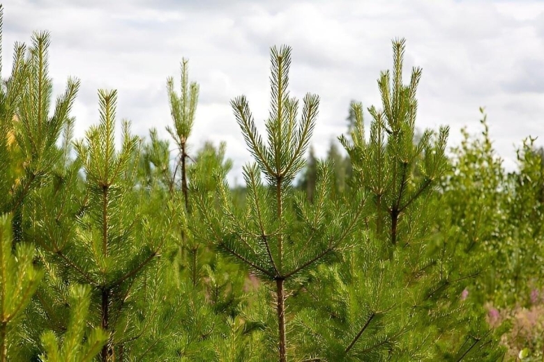 Архангельские леса