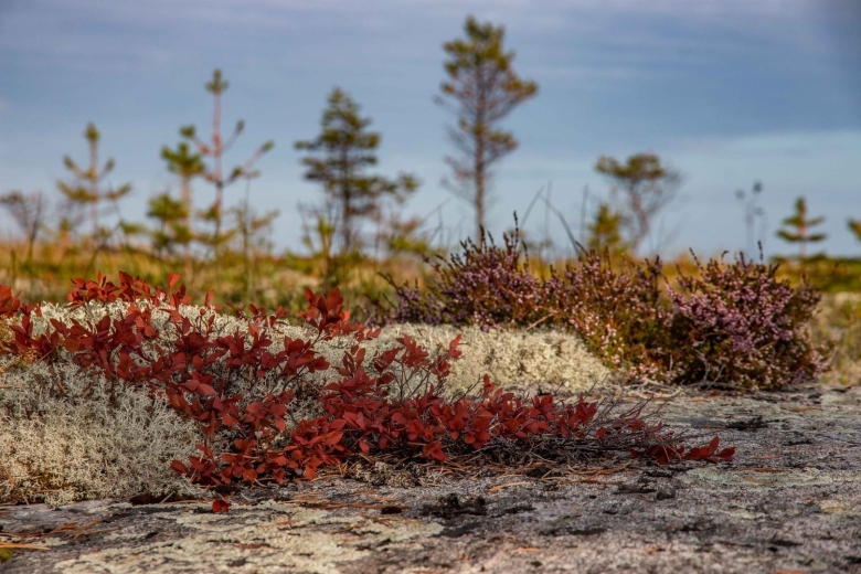 Ягель на Кольском полуострове