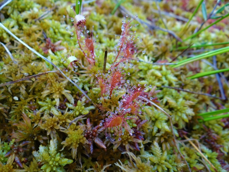 Лесные цветы Архангельской области