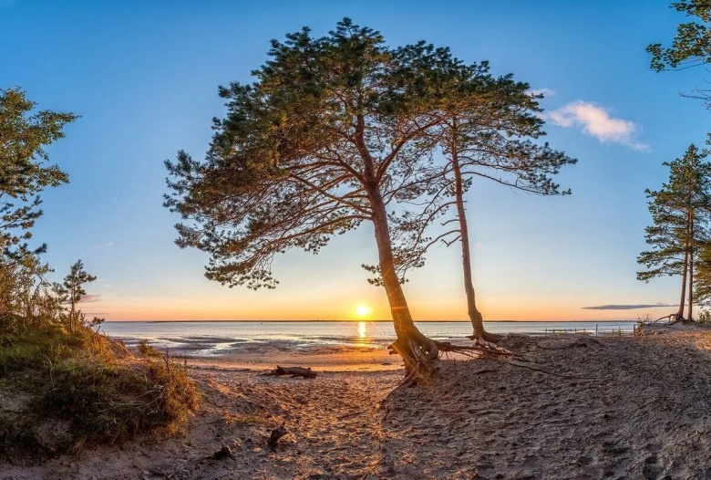 Сосновый бор ягры северодвинск