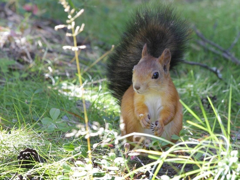 Белка обыкновенная