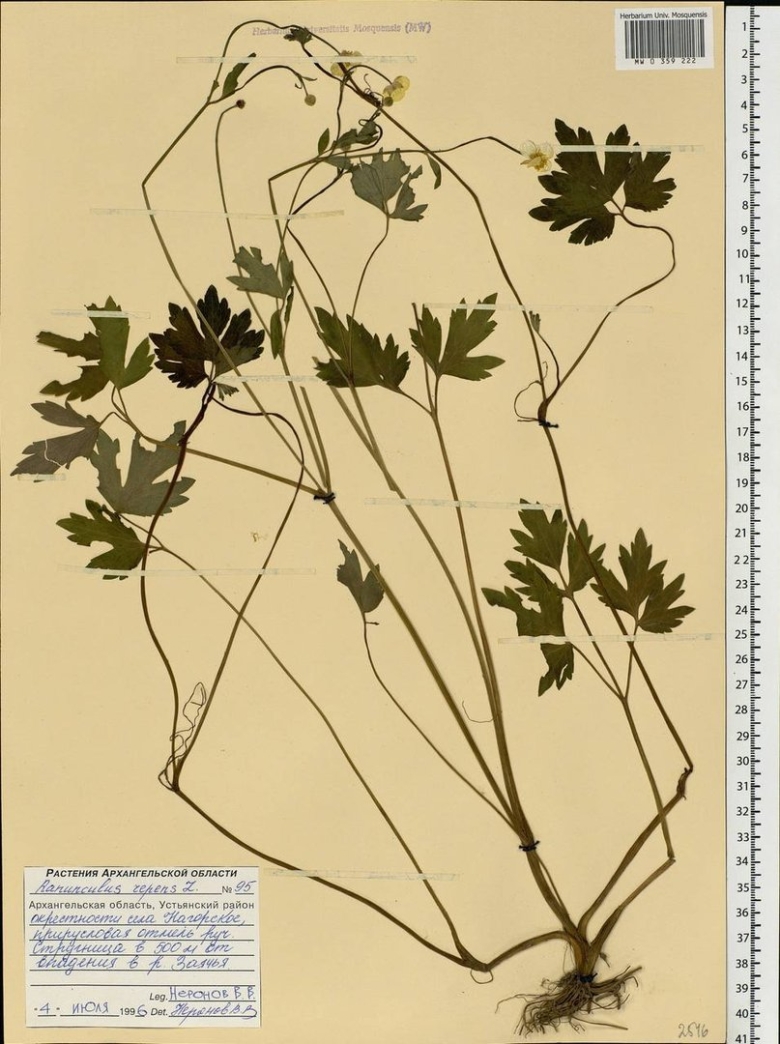 Сельскохозяйственные растения Архангельской области