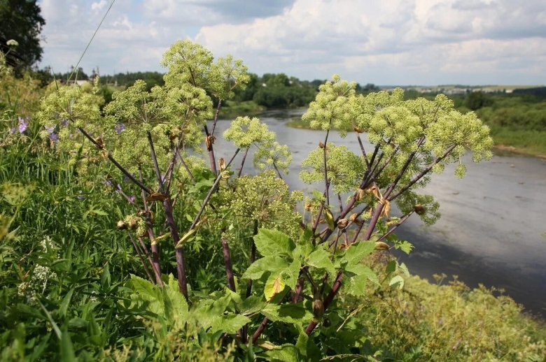 Дягиль – archangelica officinalis