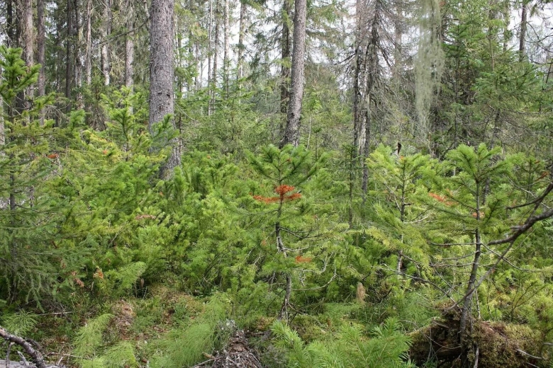 Шиловский заказник Красноборский район