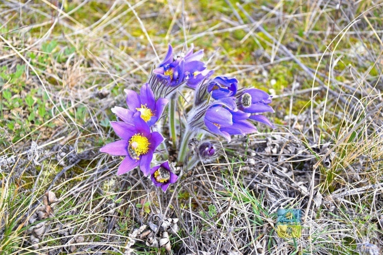 Первоцветы Волго Ахтубинской Поймы