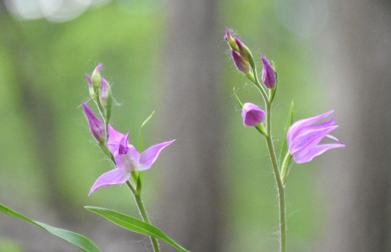 Оберегать цветы в заповеднике