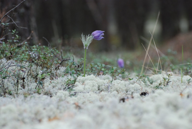 Сон трава прострел