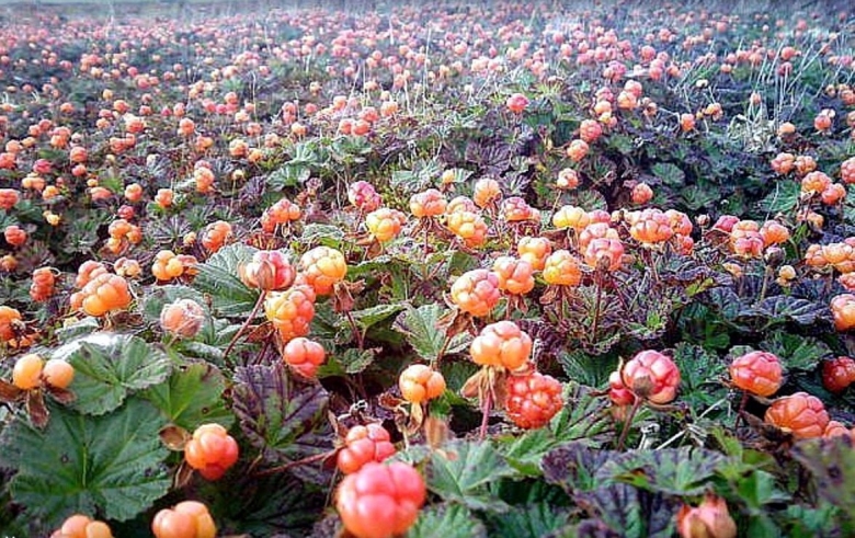 Ягода морошка