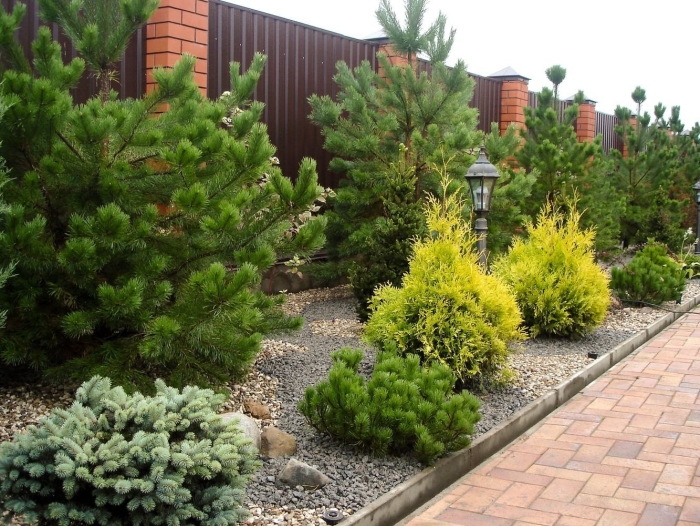 Хвойные в ландшафтном дизайне